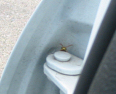 Hornet
